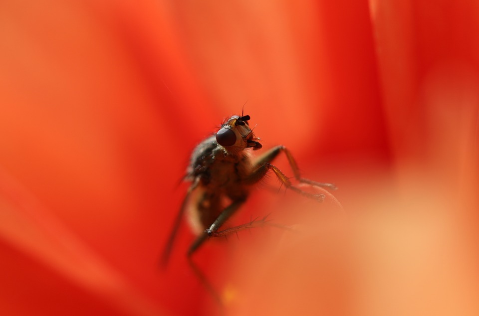 fly, insect, inside