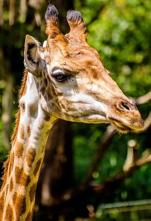 giraffe, zoo, animals