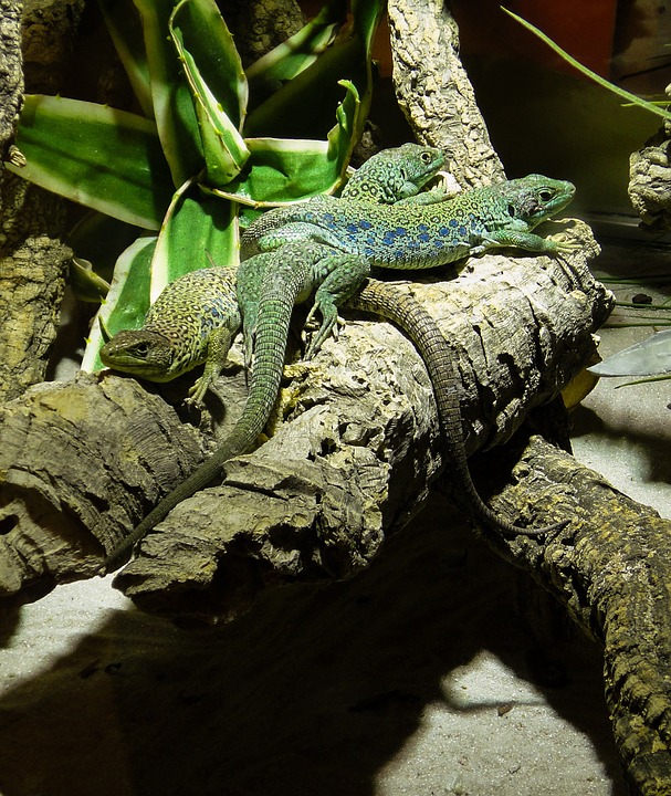 reptile, lizard, green