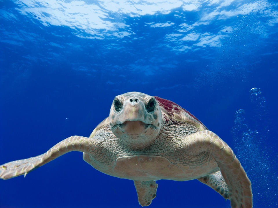 loggerhead turtle, sea, ocean