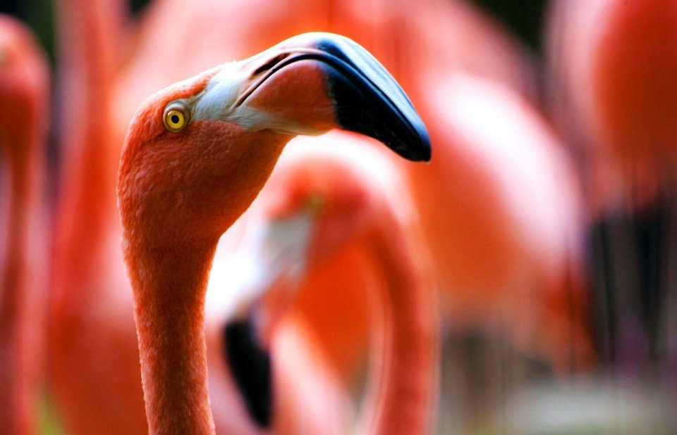 pink, flamingos, birds