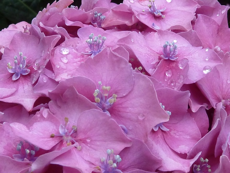 hydrangea, dewdrop, pink