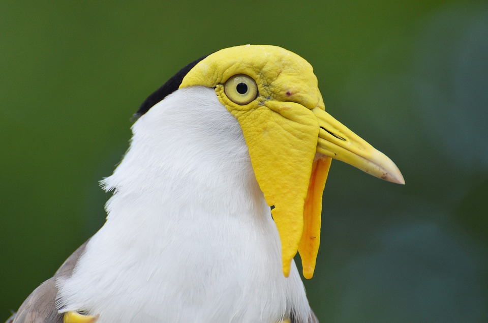 bird, exotic bird, yellow-headed bird