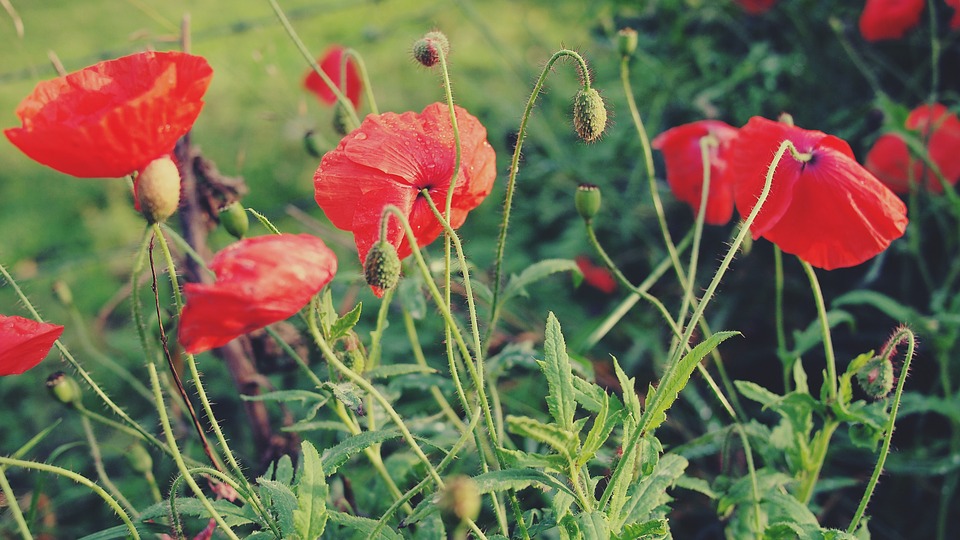 red, poppies, flowers