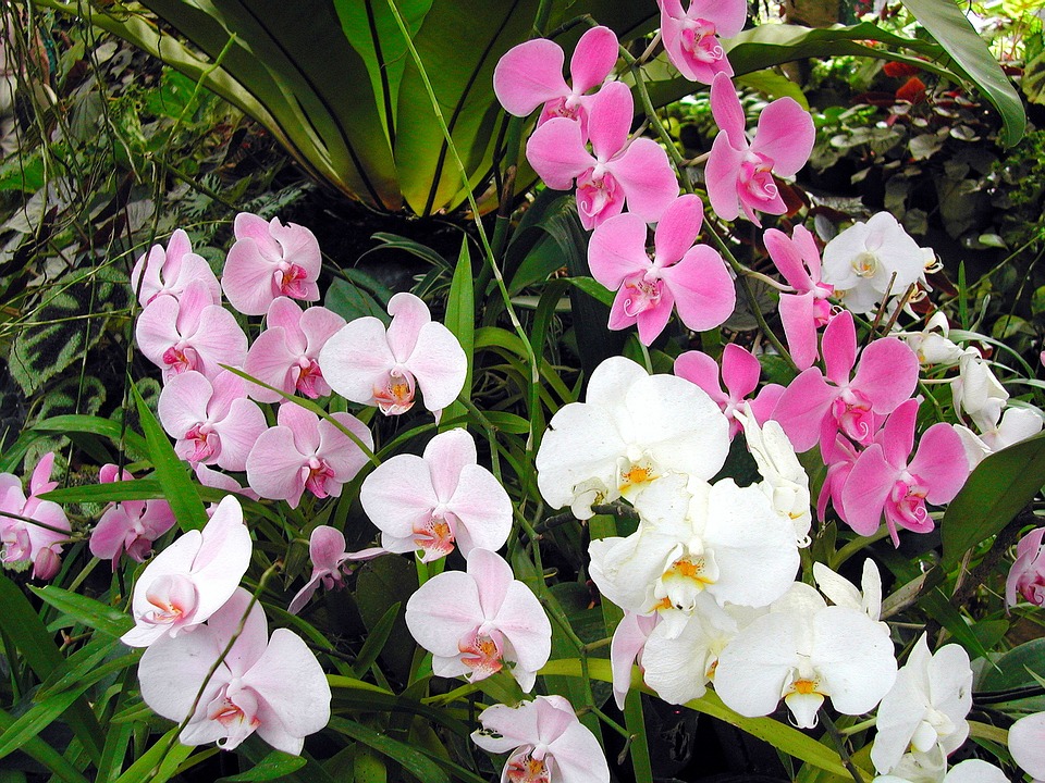 sri lanka, orchid, exotic flower