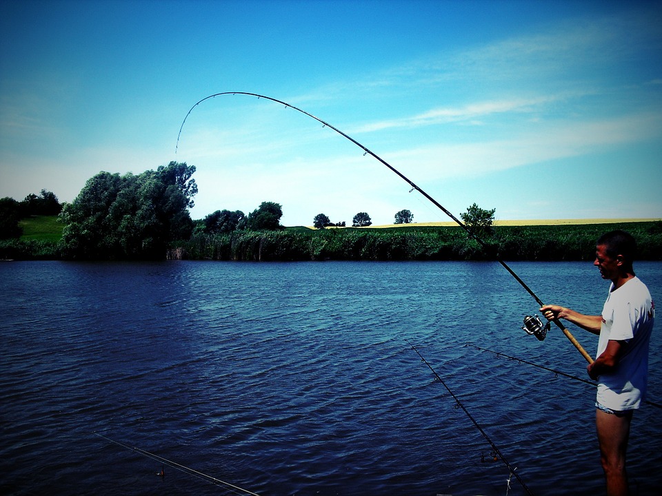 fishing, lake, carp