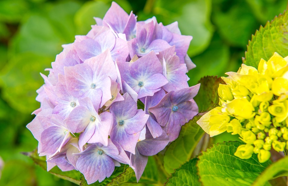hydrangeas, flower, blue