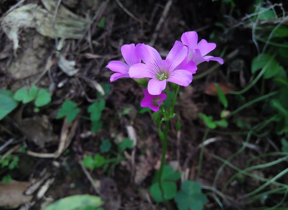 flowers, small, purple