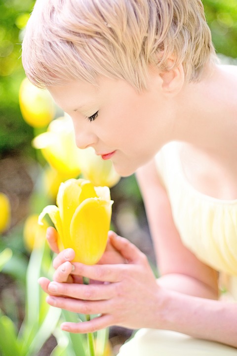 tulips, yellow, blonde