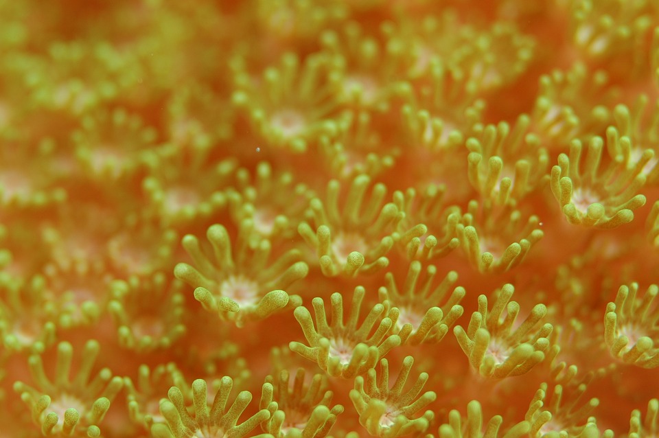 sea anemone, anemone, underwater life