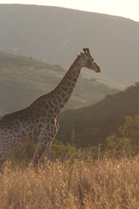 giraffe, africa, nature