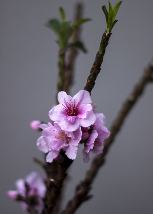 peach tree, flowers, spring