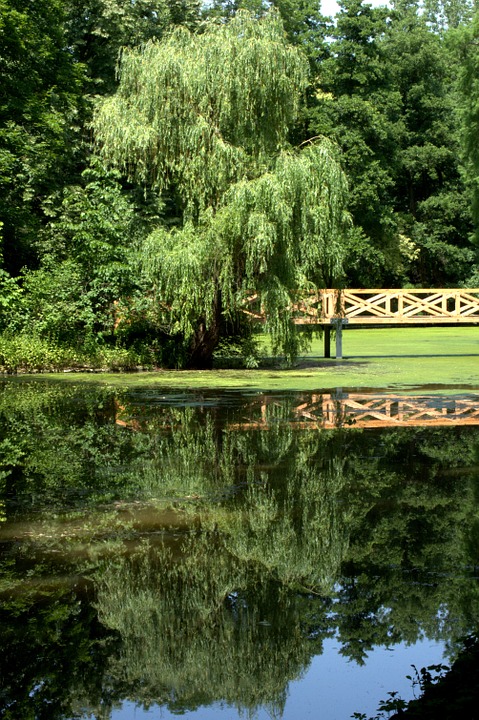 lake, willow, mirror image