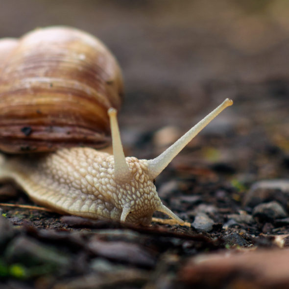 Snail Close Up - Stock Image - Everypixel