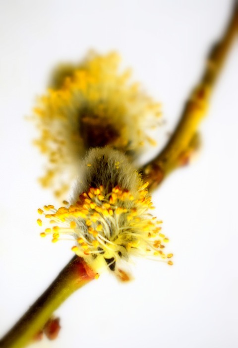 it's, yellow, spring - Stock Image - Everypixel
