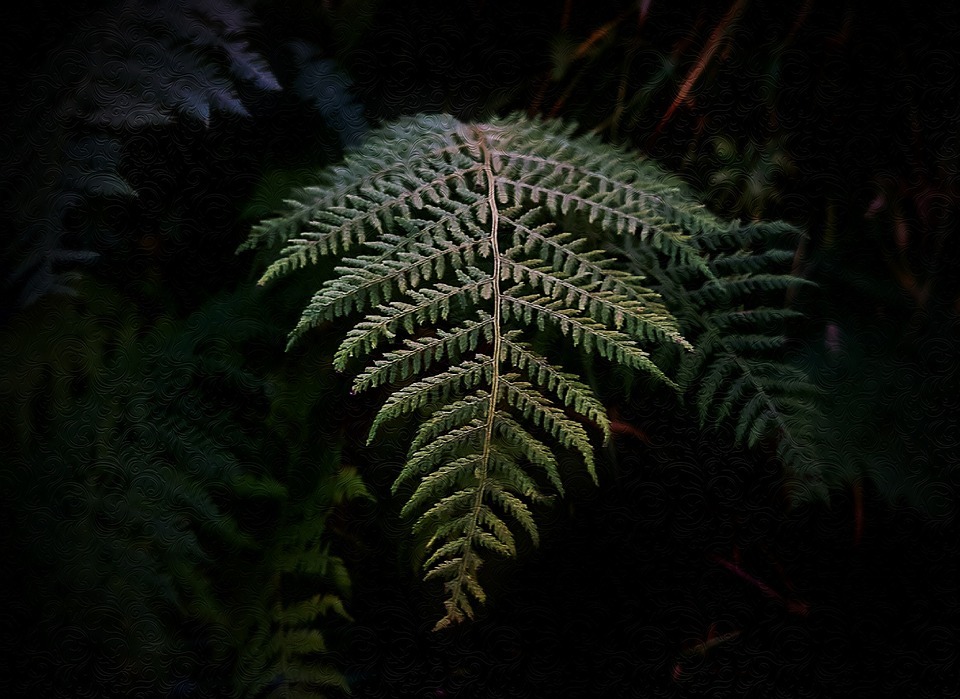 dark, fern, green - Stock Image - Everypixel