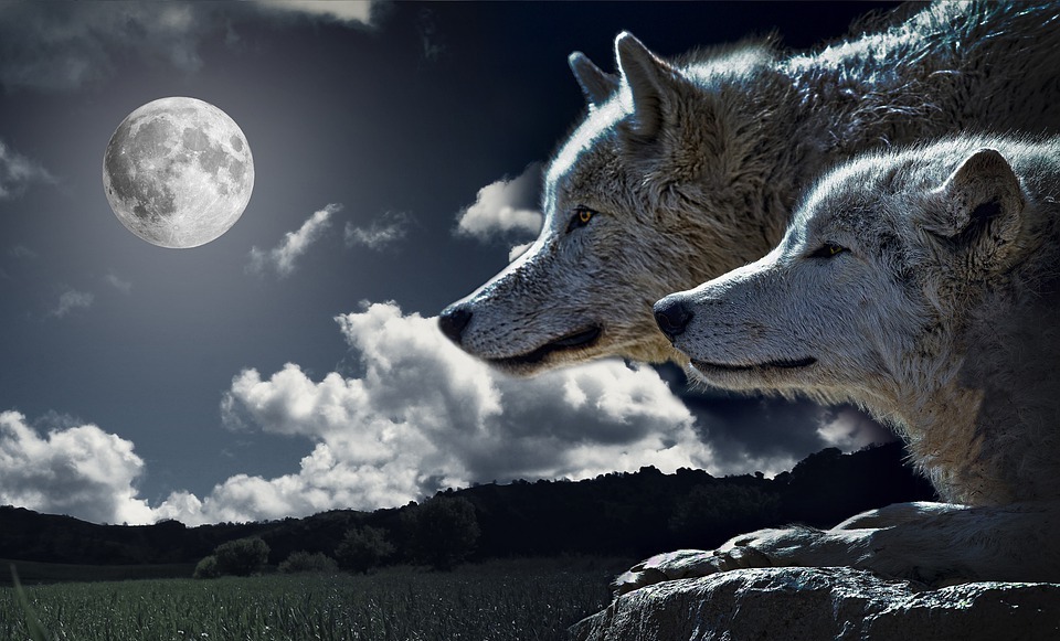 Free moon wolf Images - Search Free Images on Everypixel