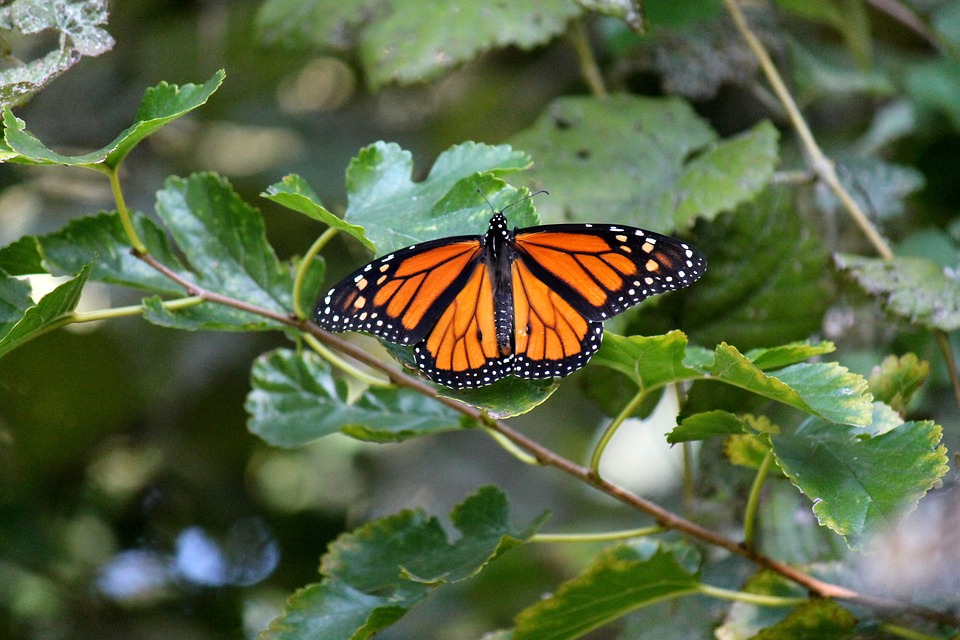monarch, butterfly, insect - Stock Image - Everypixel