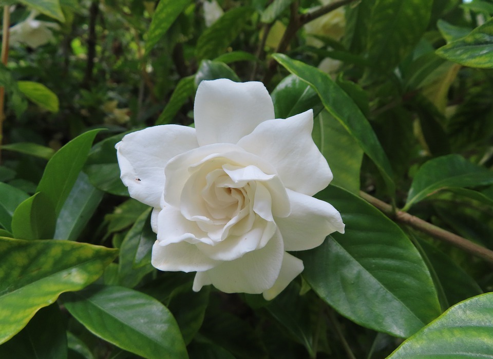 Gardenia Flowers Free Images | Everypixel