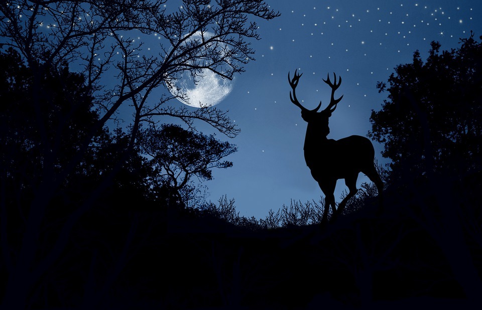 Free moon deer Images - Search Free Images on Everypixel