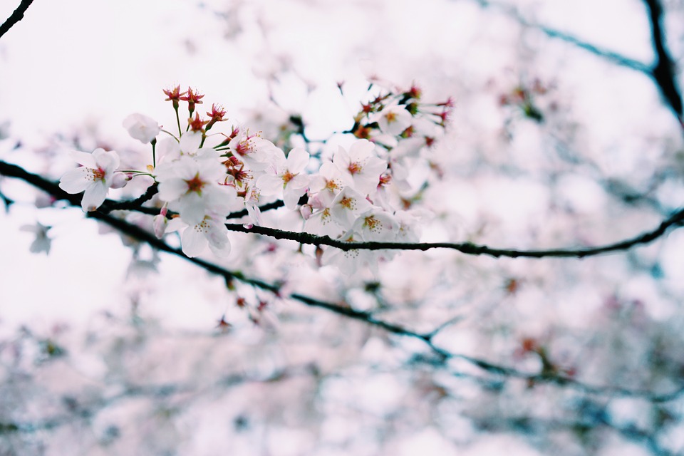 small fresh, spring, cherry blossom - Stock Image - Everypixel