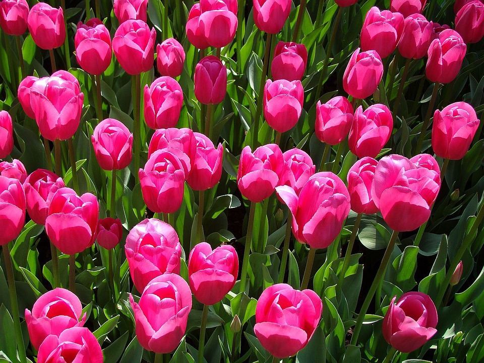 tulips, pink, flower - Stock Image - Everypixel