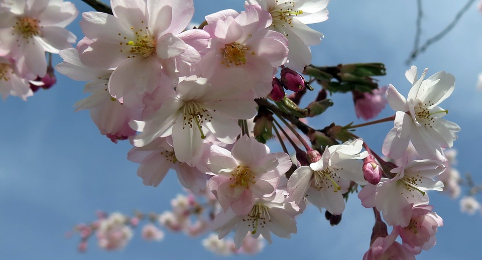 flowers, spring, road - Stock Image - Everypixel