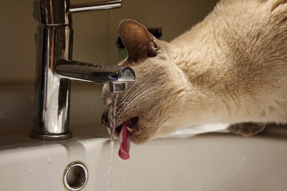 Cat Water Faucet Stock Images Page Everypixel Cat Water Faucet Stock Images Page