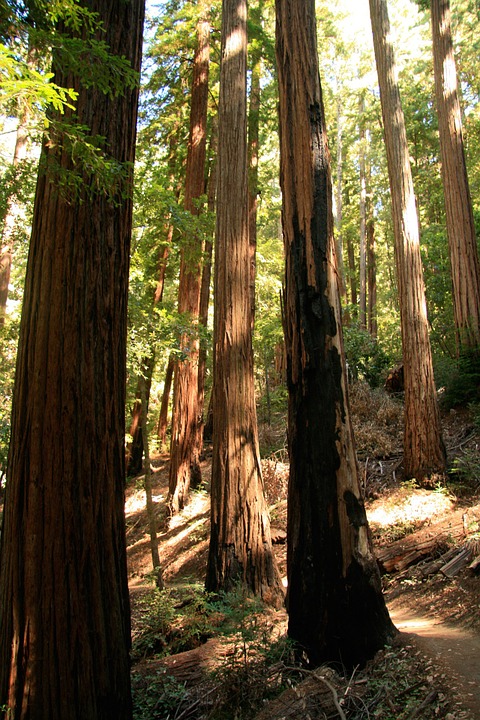 Free redwood branch Images - Search Free Images on Everypixel